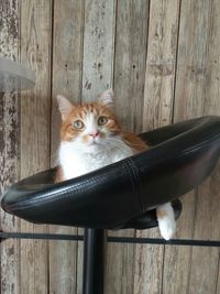 Portrait of cat