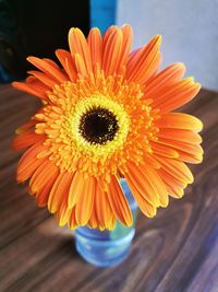 Close-up of orange daisy flower