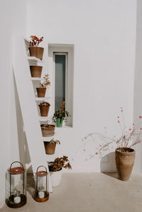 Potted plant on table