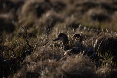 Close-up of bird on field