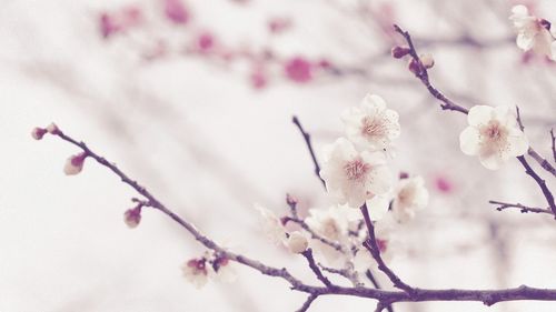 Close-up of cherry blossoms in spring