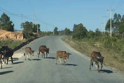 Calves crossing road against sky