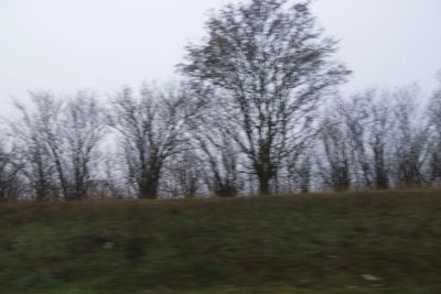Bare trees on field against sky