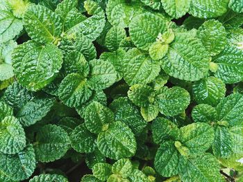 Full frame shot of fresh green leaves