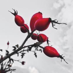 Close-up of red roses growing on plant against sky