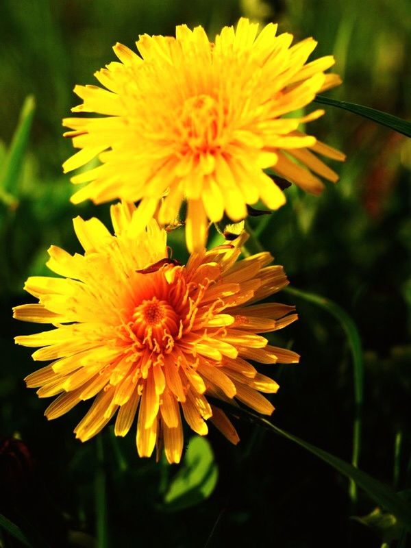 flower, petal, freshness, fragility, flower head, yellow, focus on foreground, close-up, growth, beauty in nature, blooming, nature, plant, pollen, single flower, in bloom, day, outdoors, park - man made space, no people