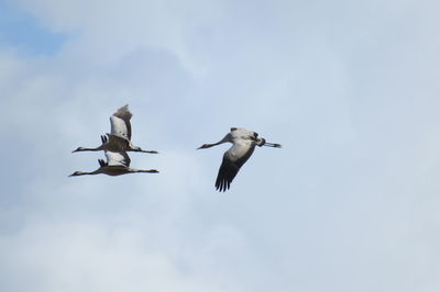 Low angle view of cranes  flying in sky