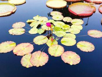 High angle view of pink water lily amidst lilypads in pond