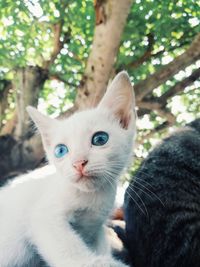 Close-up portrait of a cat