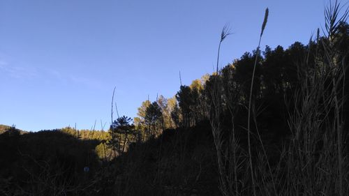 Trees on landscape against clear blue sky
