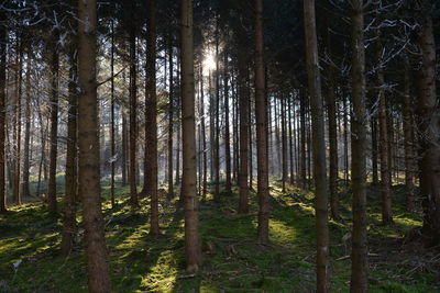 Low angle view of trees in forest