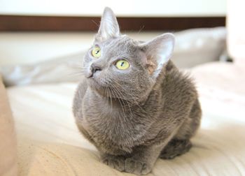 Close-up portrait of cat sitting