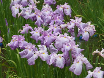 Close-up of purple flowering plants on field