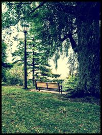 Trees growing on landscape