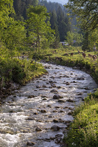 River flowing amidst trees in forest