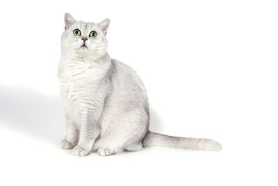 Portrait of cat sitting against white background