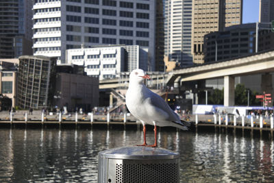 Seagull perching on pole against buildings in city