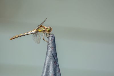 Close-up of dragonfly on plant