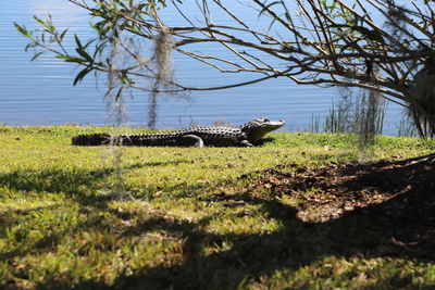 Young alligator warming by edge of lake