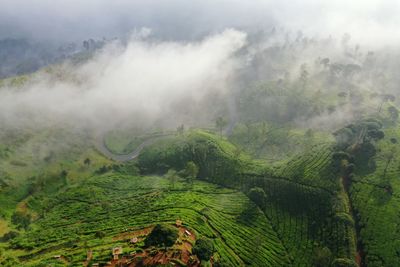 High angle view of trees on landscape