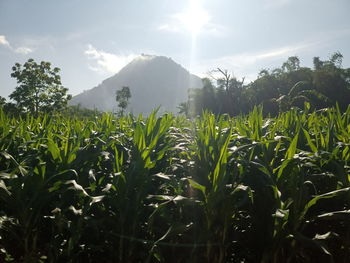 Plants growing on field against sky