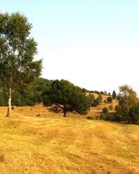 Trees on field against clear sky