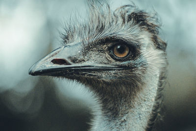 Close-up of a bird looking away