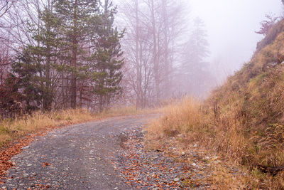 Mountain road covered with fallen leaves on a misty autumn day