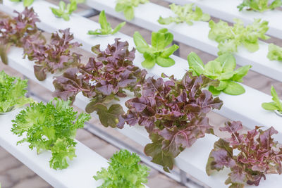 High angle view of chopped plant on table