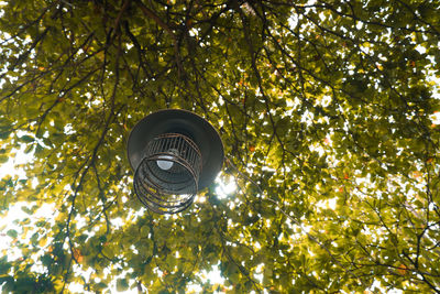 Low angle view of street light against tree