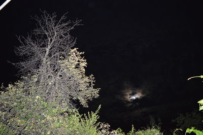 Low angle view of fireworks against sky at night