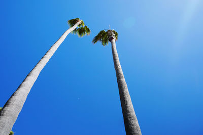 Low angle view of insect on tree against blue sky