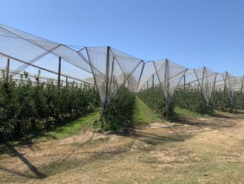 Scenic view of field against clear blue sky