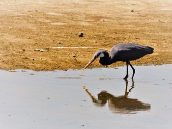 Side view of a bird drinking water