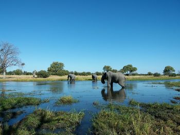 Elephants drinking at waterhole