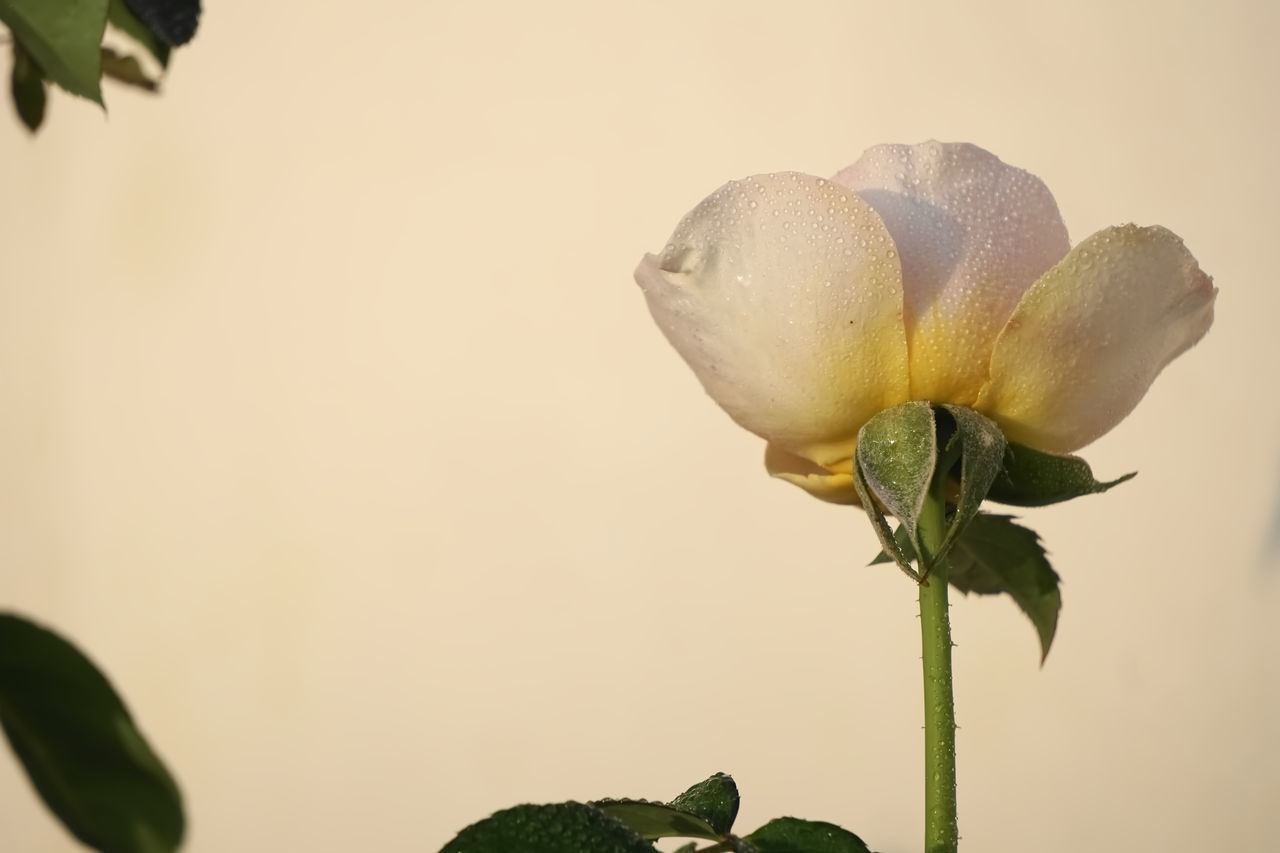 CLOSE-UP OF FLOWERING PLANT AGAINST CLEAR SKY