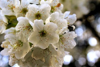 Close-up of white cherry blossoms