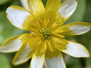 Close-up of yellow flowering plant