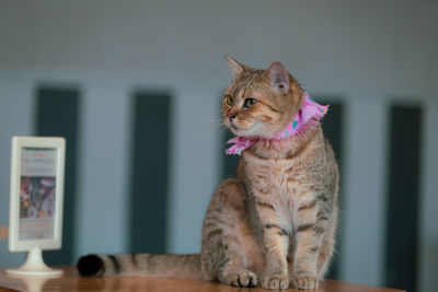 Close-up of a cat looking away at home