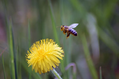 Close-up of bee fly on yellow flower