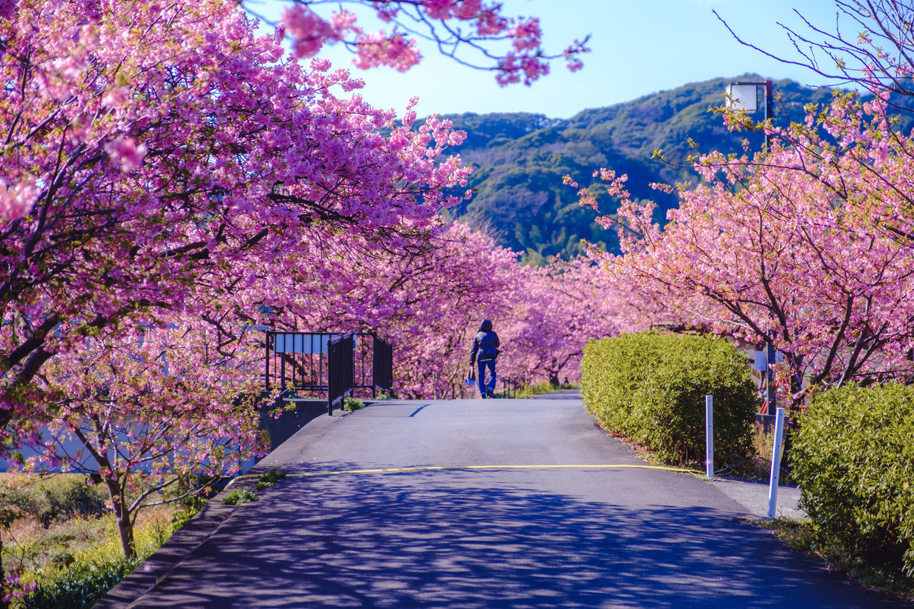 VIEW OF CHERRY BLOSSOMS ON ROAD