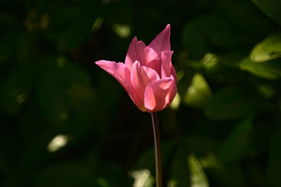 Close-up of pink rose flower