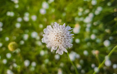 Close-up of white flowering plant