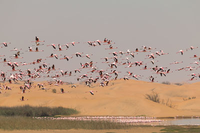 Flock of birds flying in the sky