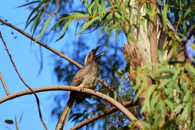 Low angle view of bird perching on tree