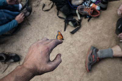 Cropped image of hand holding butterfly