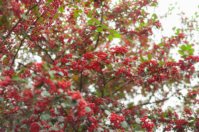 Low angle view of red berries on tree