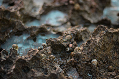 Close-up of lizard on rock