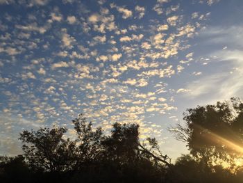 Low angle view of trees against sky during sunset