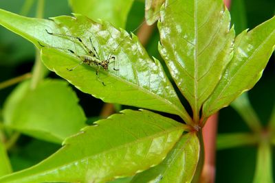Close-up of insect on leaf